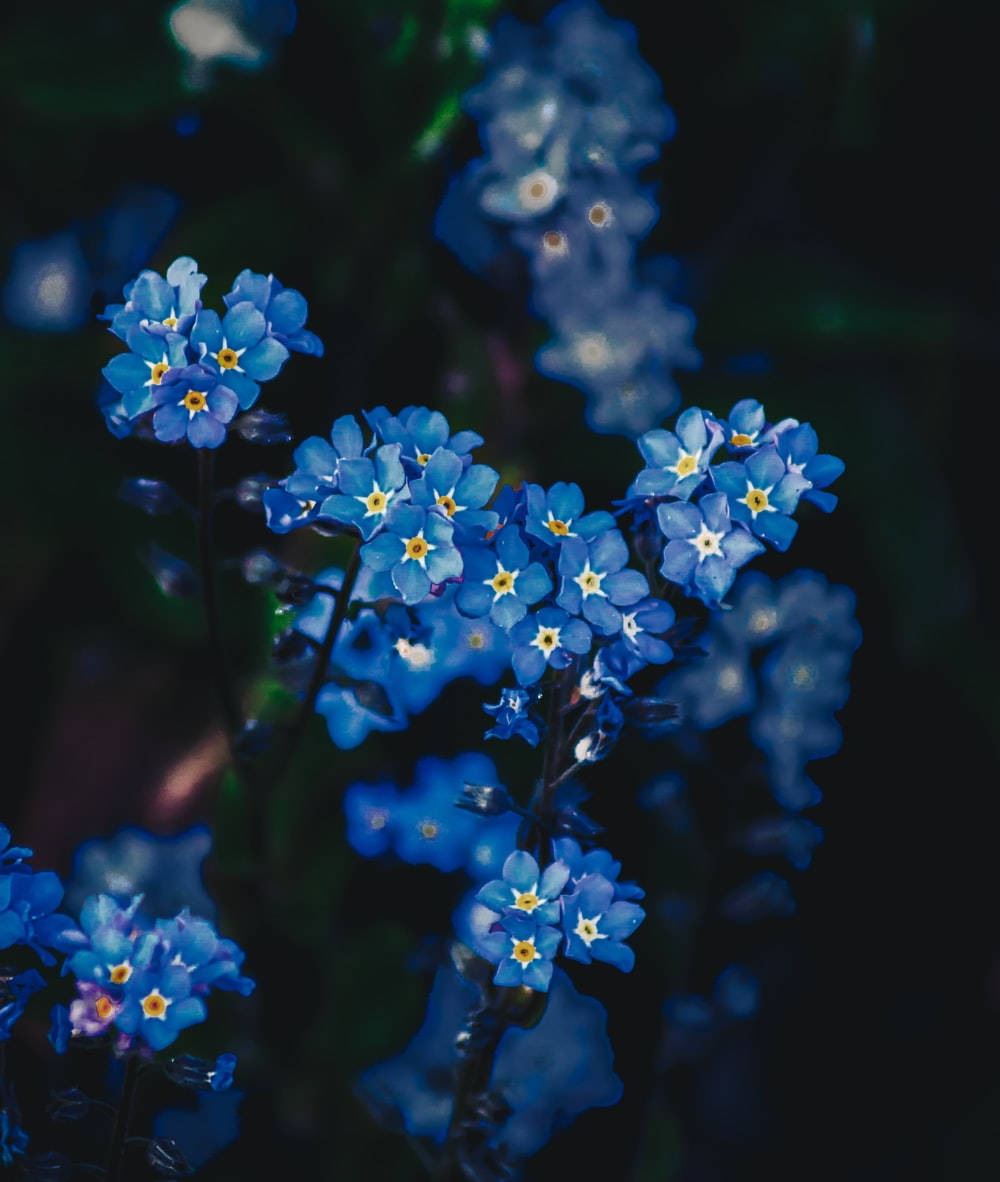 Beautiful Forget Me Not Flowers Background
