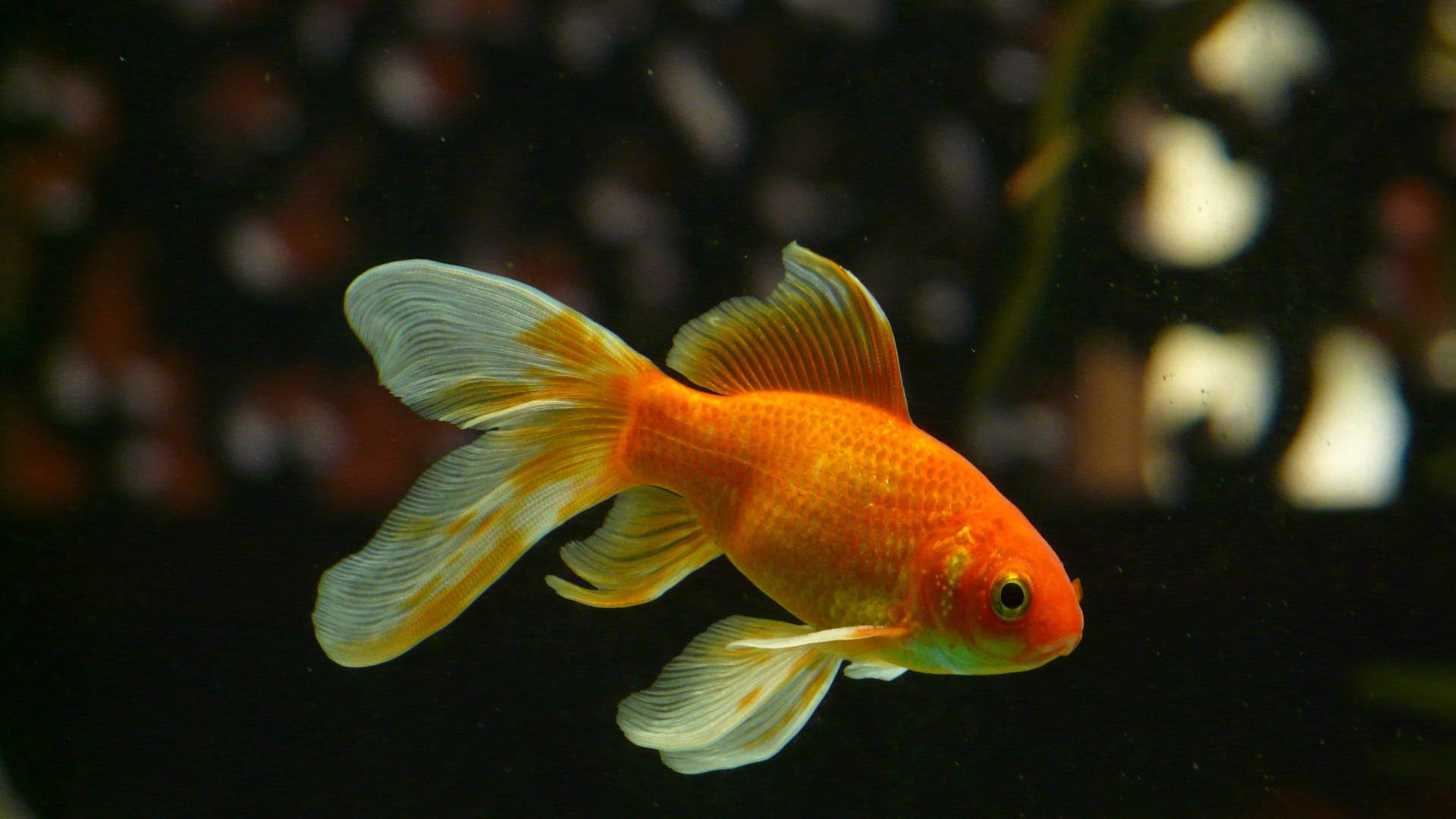 Beautiful Freshwater Goldfish Background