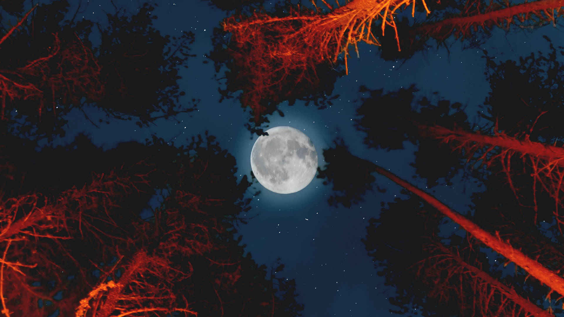 Beautiful Full Moon Above Orange Trees Background
