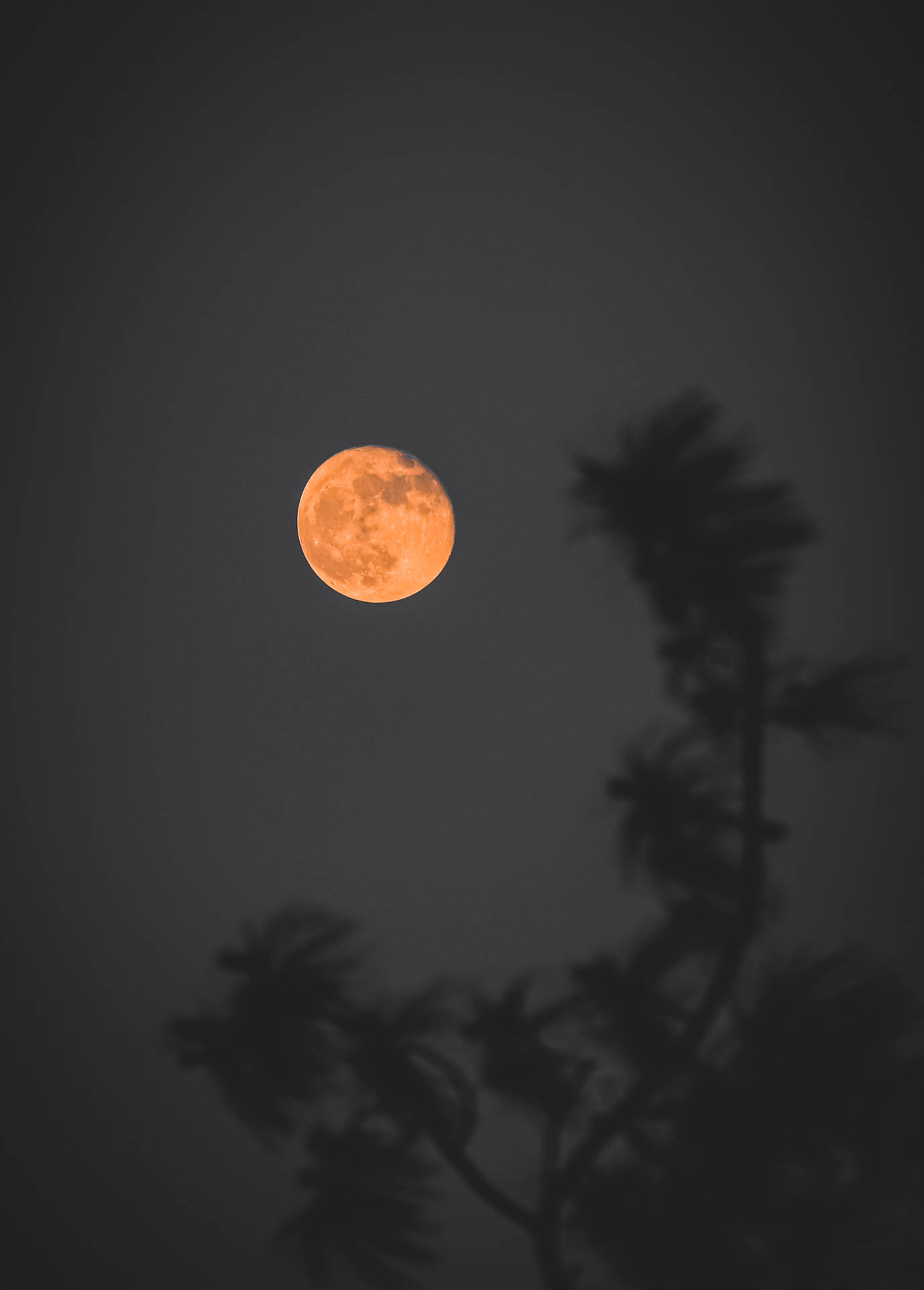 Beautiful Full Moon And Tree Branch