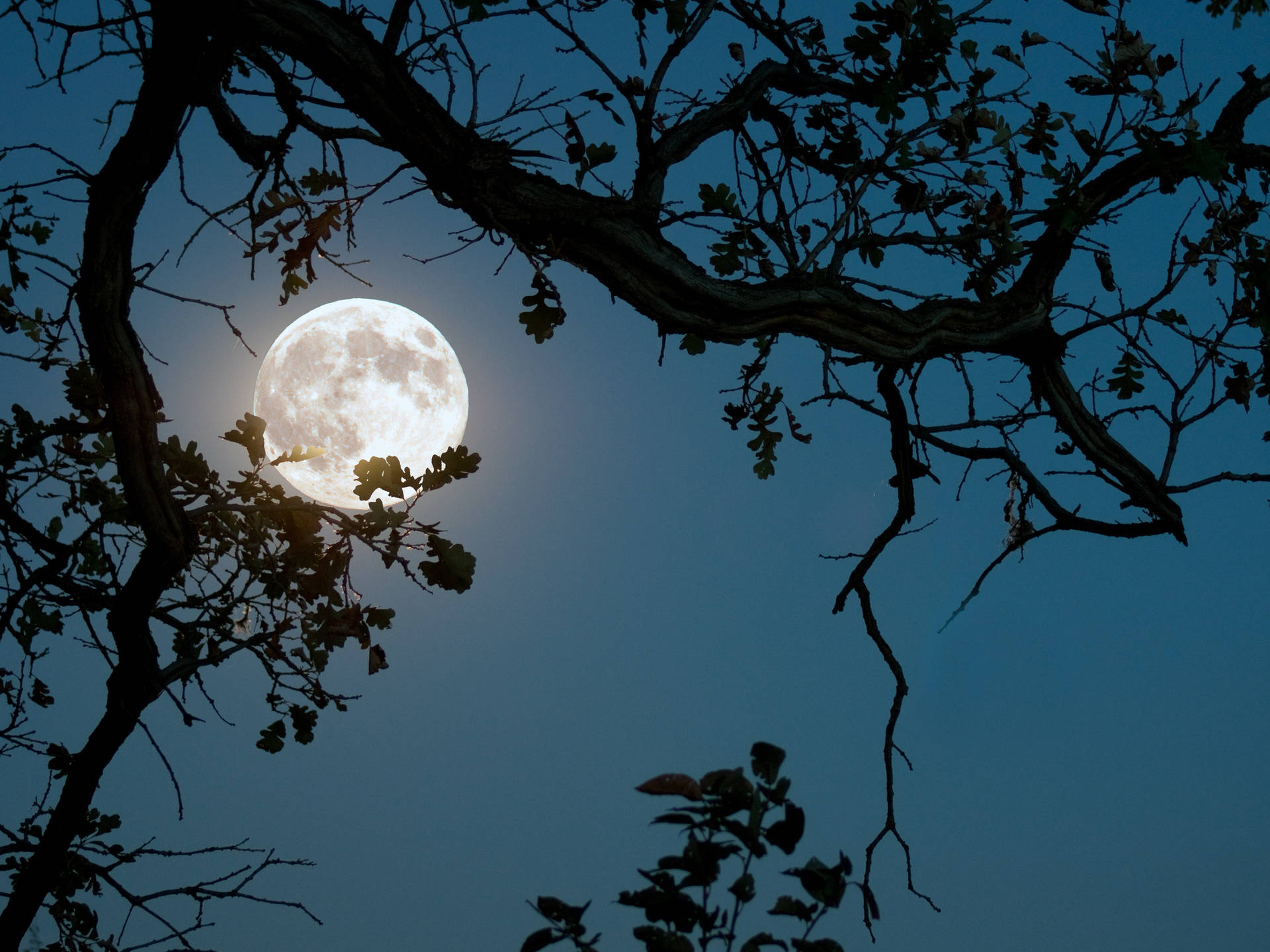 Beautiful Full Moon And Tree Branch