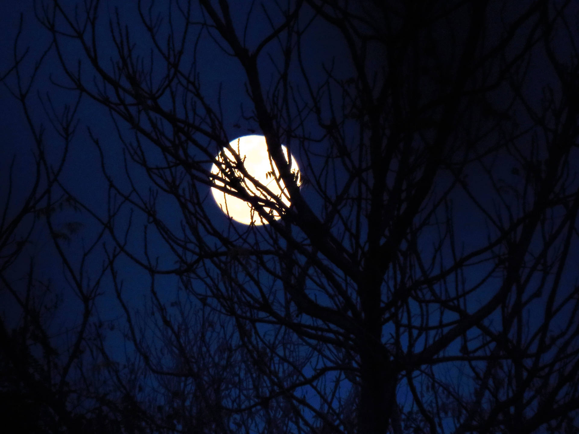 Beautiful Full Moon Bare Trees Silhouette