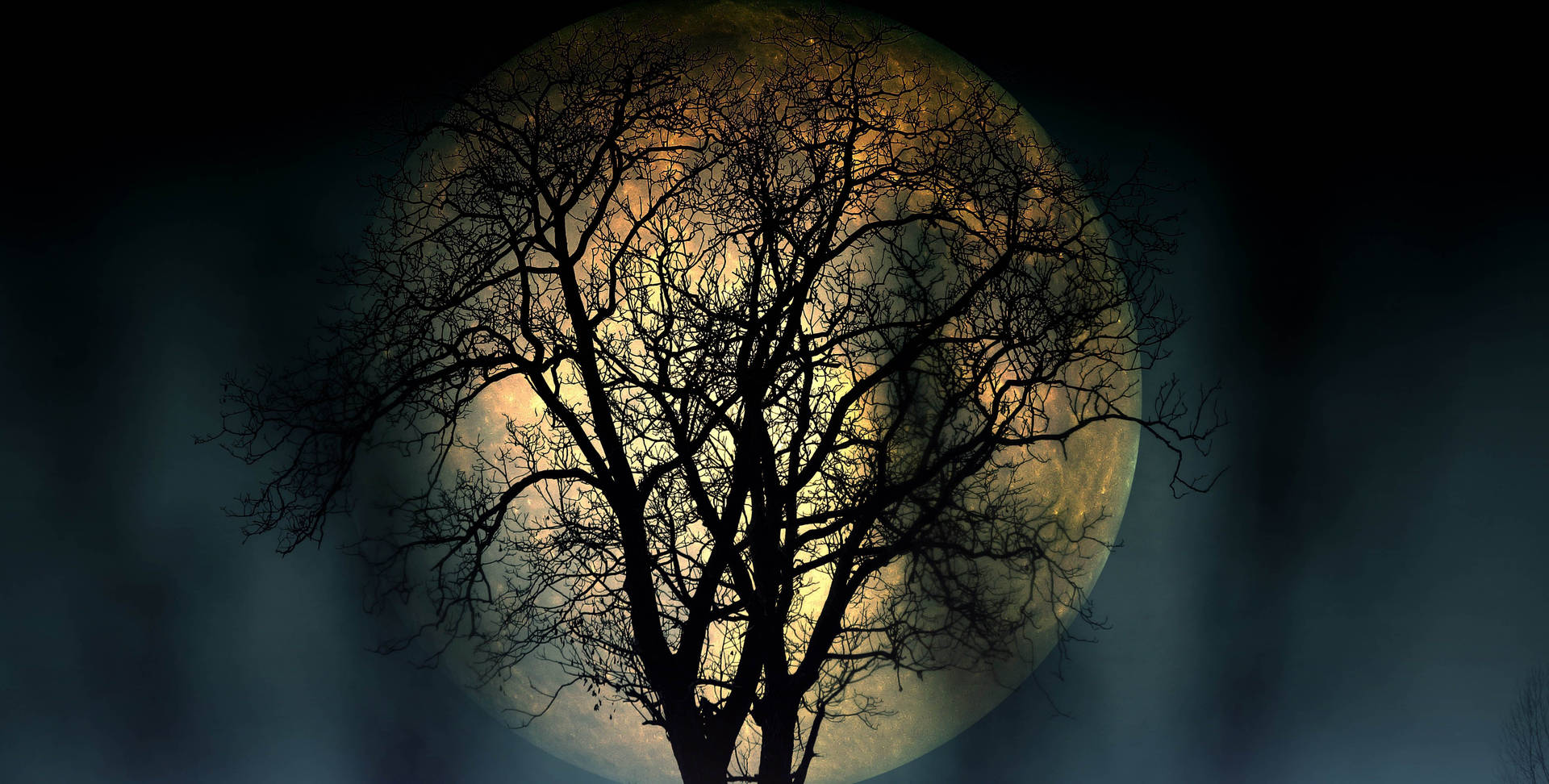 Beautiful Full Moon Behind A Tree