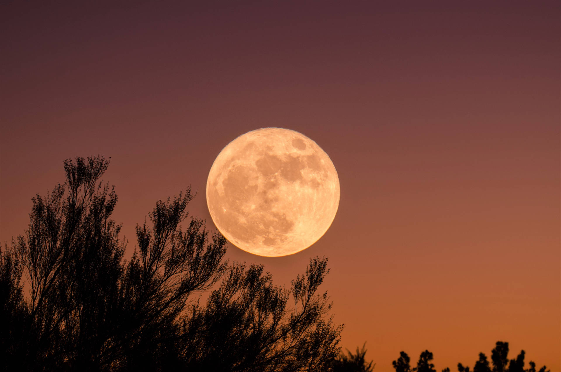 Beautiful Full Moon Pink-orange Sky Background