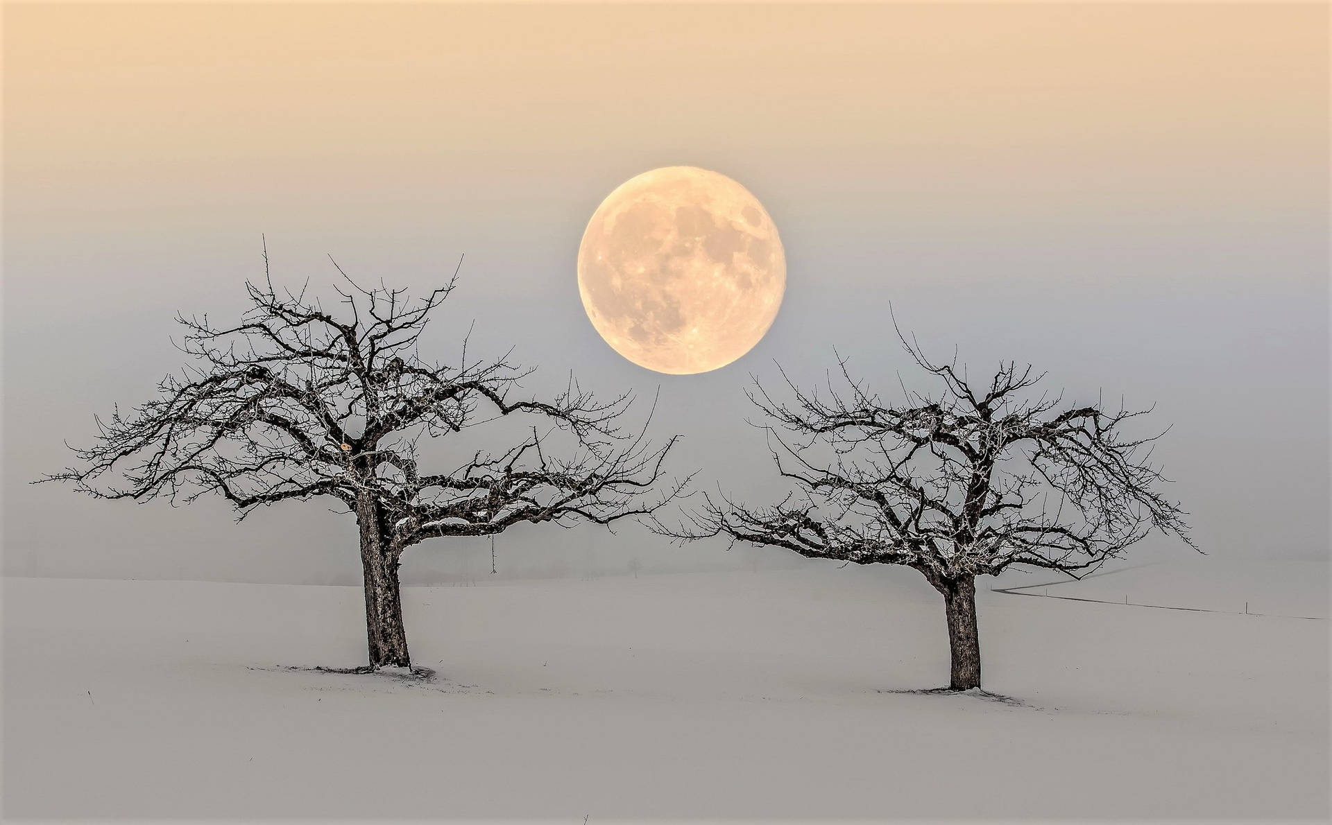 Beautiful Full Moon Two Winter Trees Background
