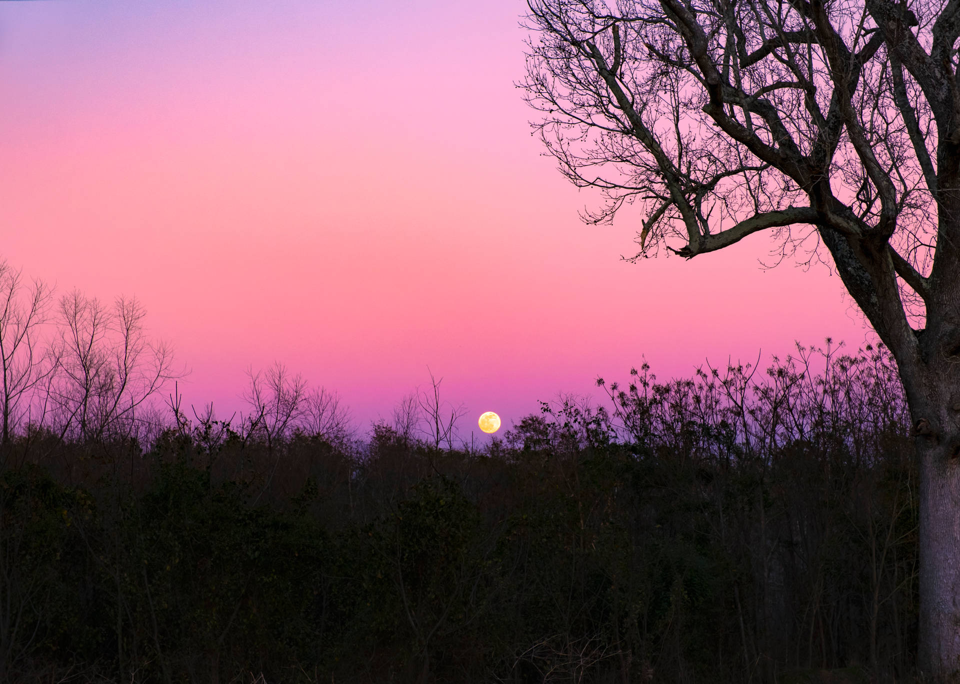 Beautiful Full Moon With Pink Sky