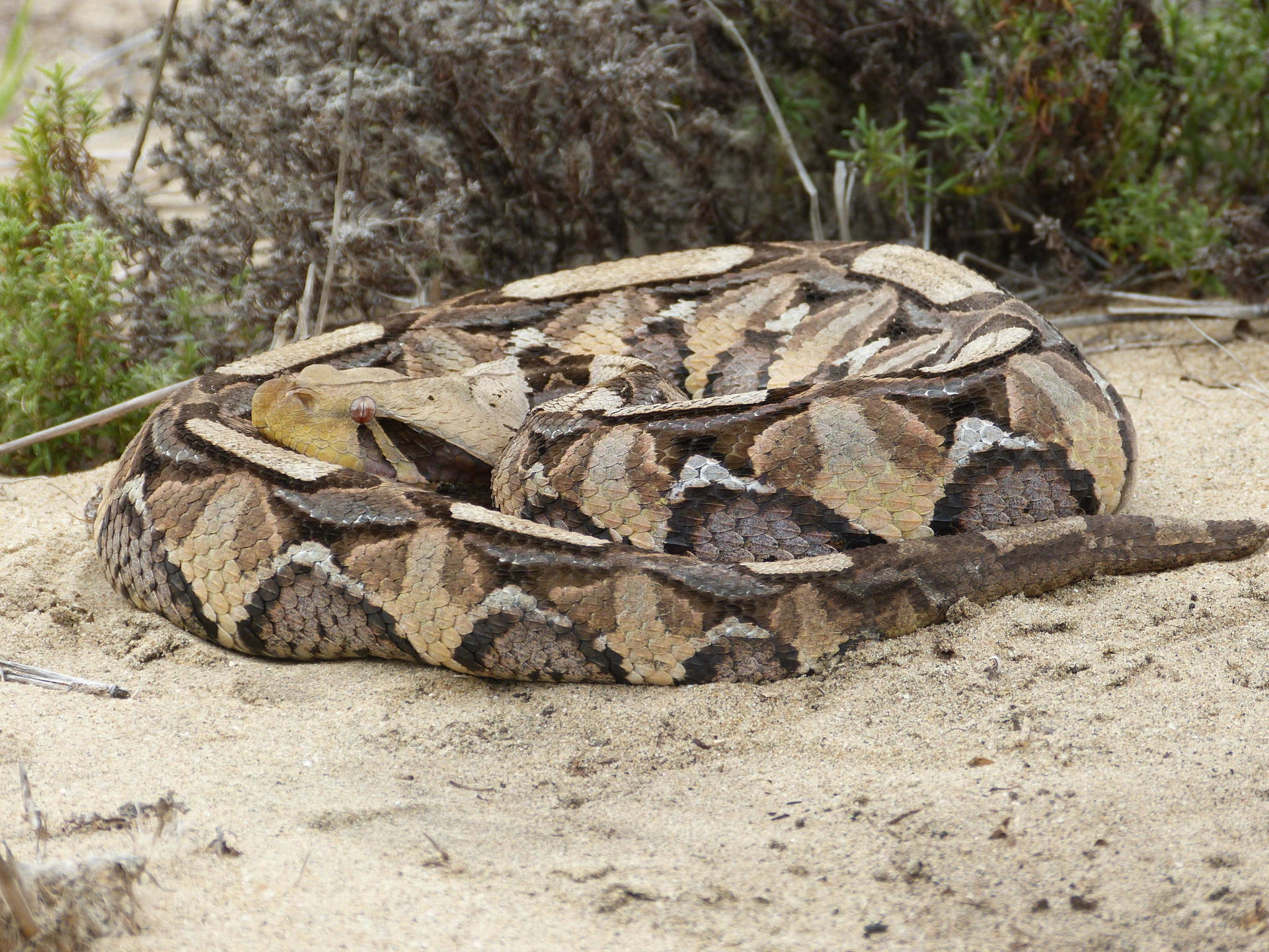 Beautiful Gaboon Viper Forming Loop Background