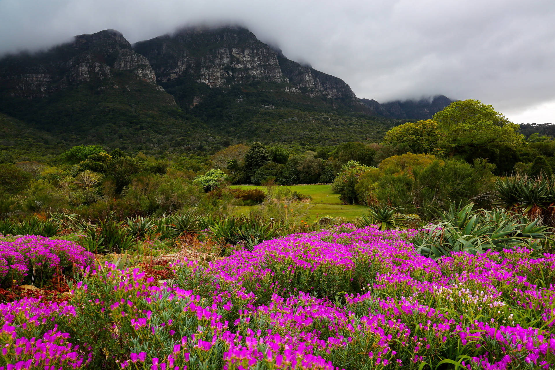 Beautiful Garden In Cape Town Background