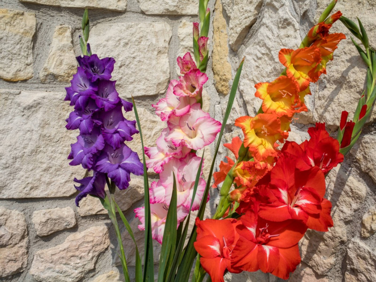 Beautiful Gladiolus Flowers Background