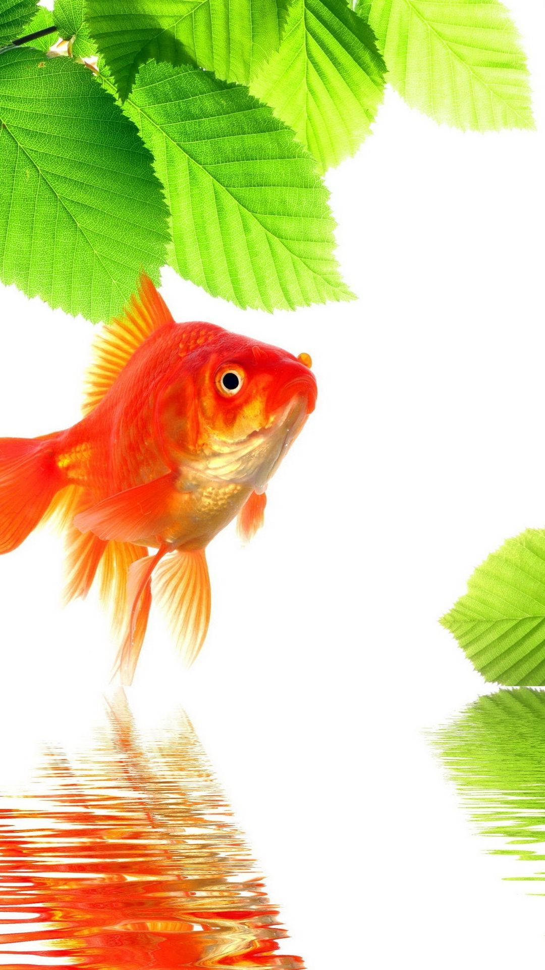 Beautiful Goldfish Background
