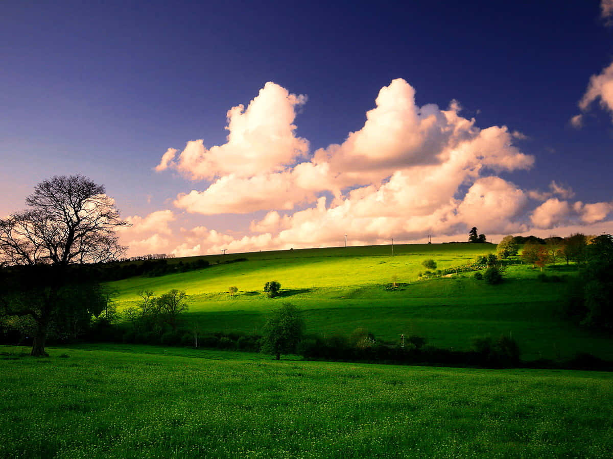 Beautiful Grasslands In The Countryside