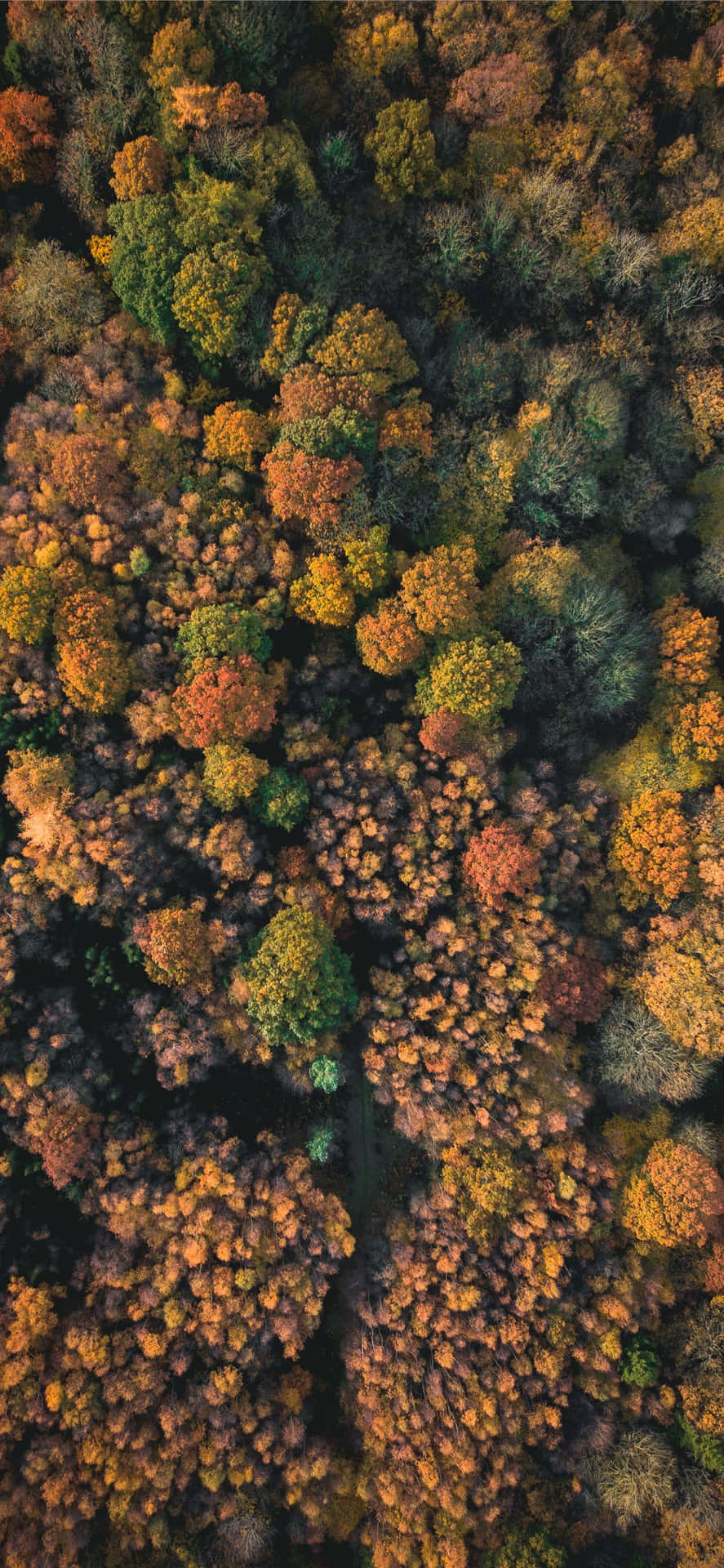 Beautiful Green And Brown Nature