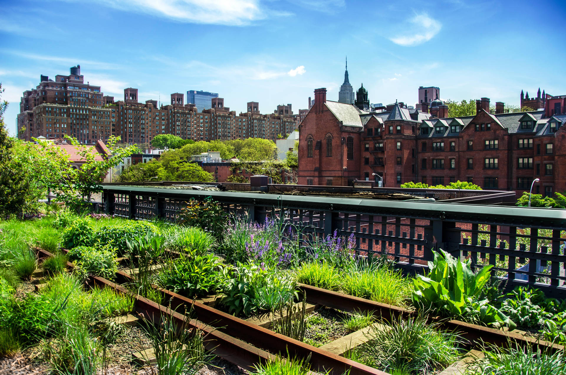 Beautiful Green Grass The High Line Background