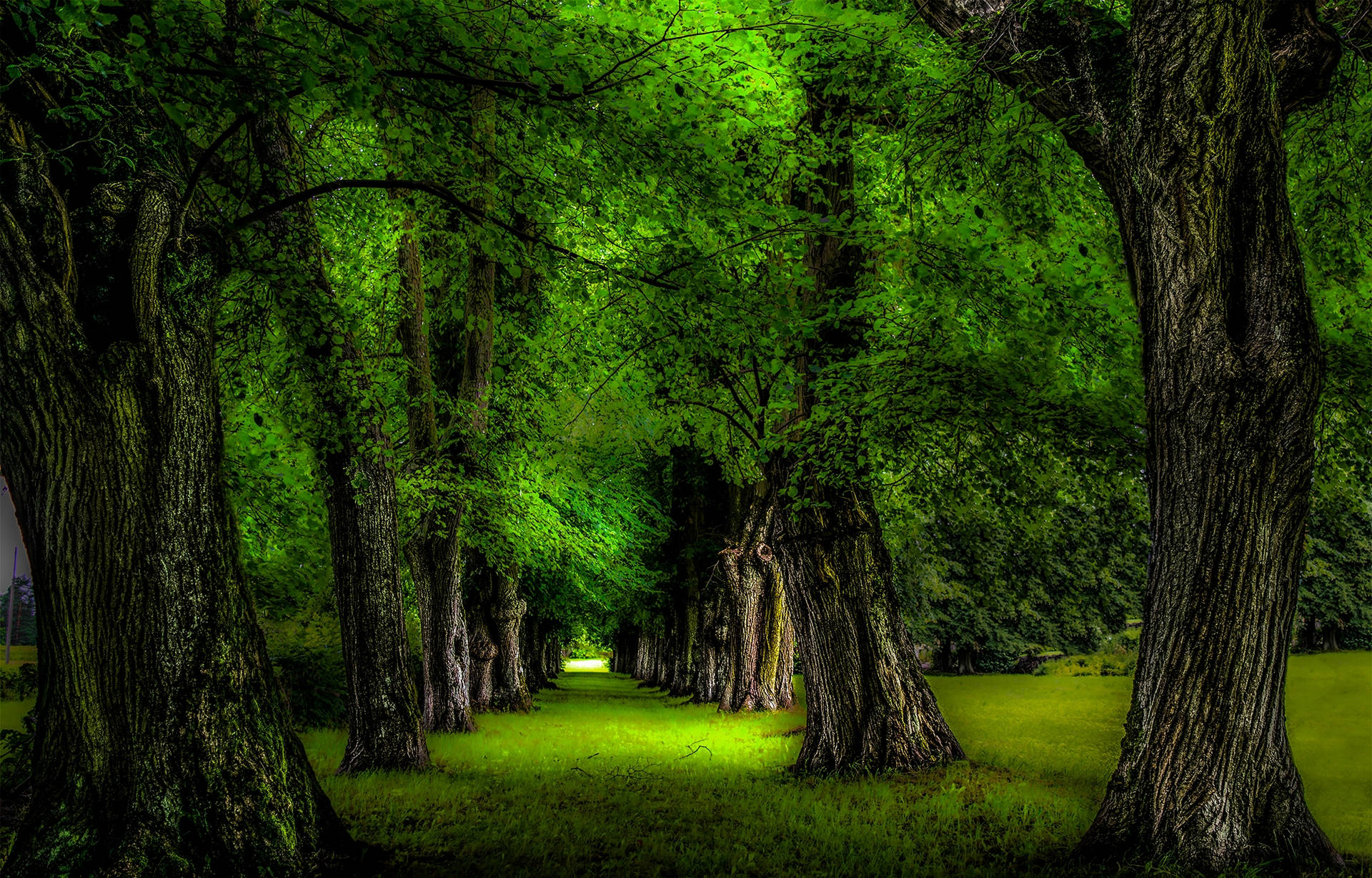 Beautiful Green Trees Background