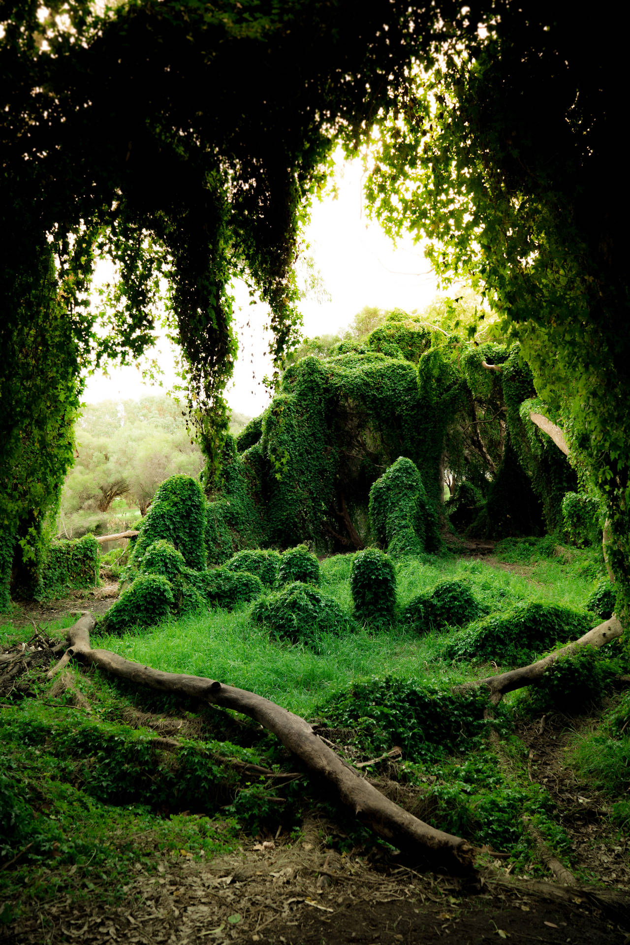 Beautiful Greenery Secret Garden