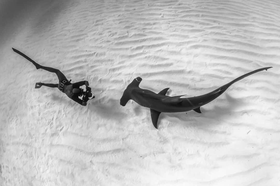 Beautiful Hammerhead Shark Swimming Through The Sea Background