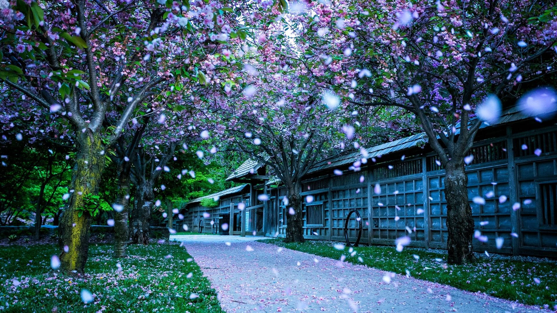 Beautiful Hd Cherry Blossom Petals Background