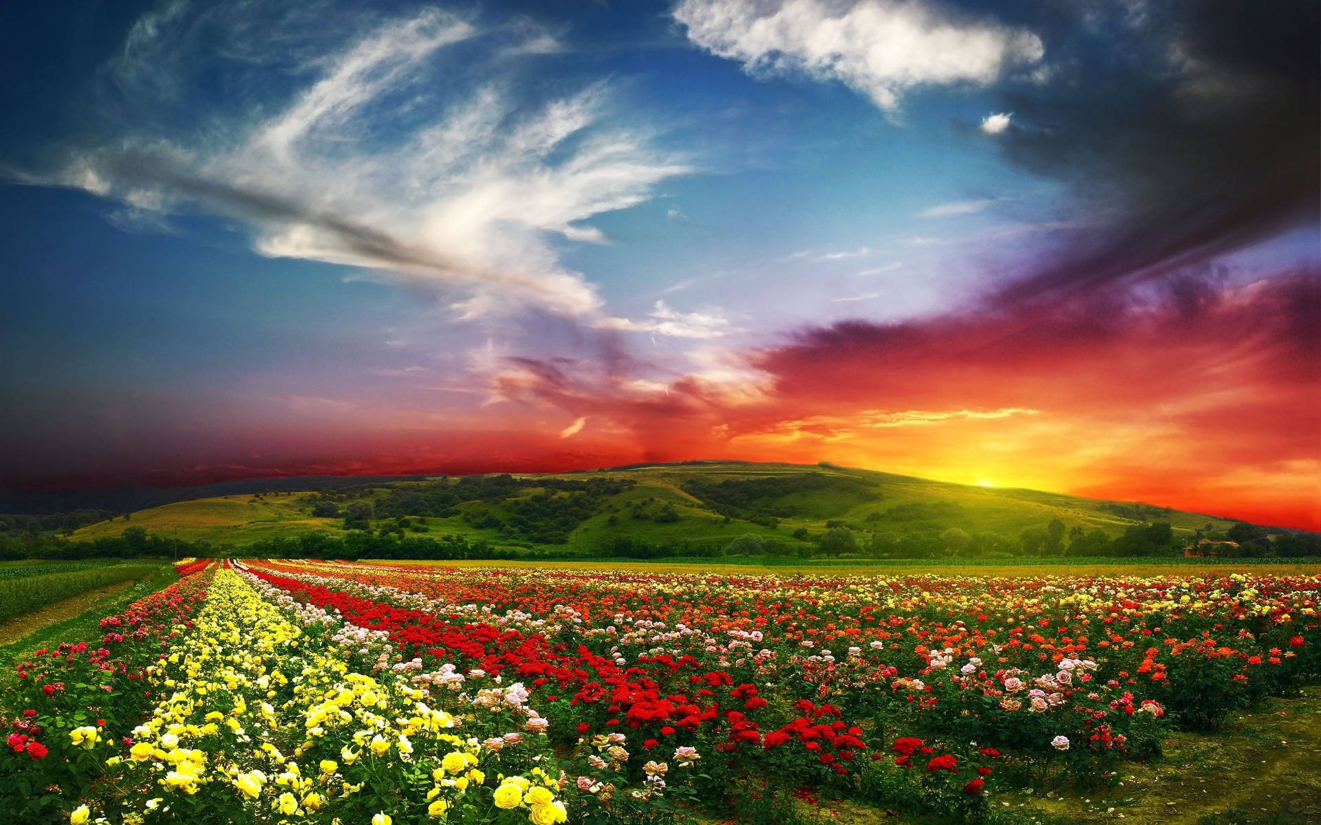 Beautiful Hd Flower Field Background