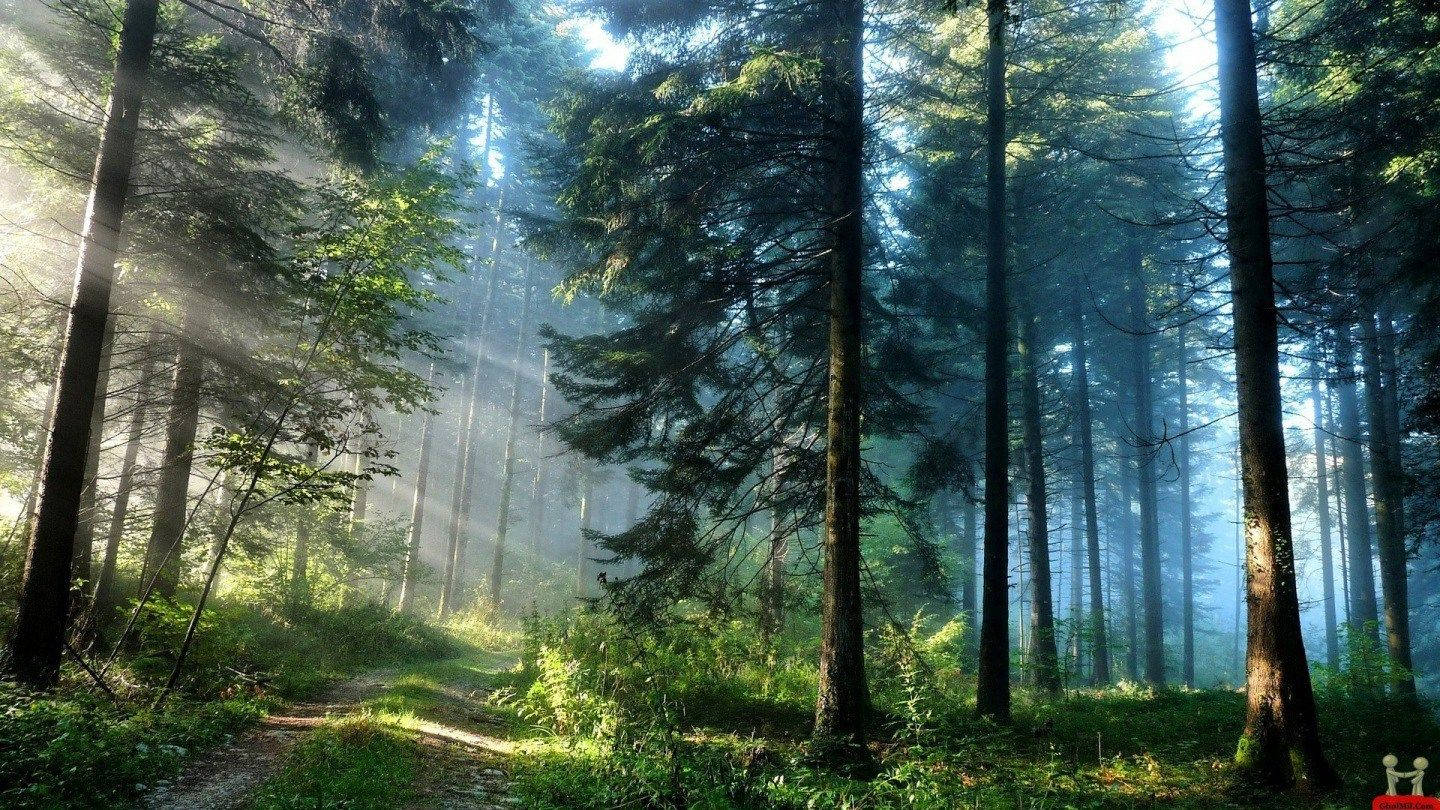 Beautiful Hd Forest Background