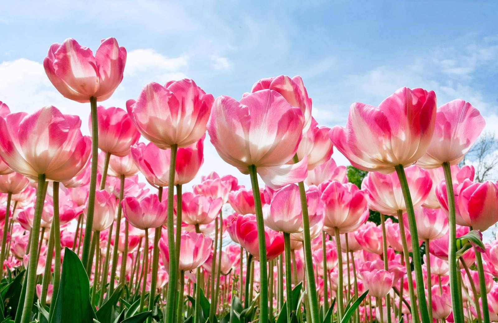 Beautiful Hd Pink Tulips Background
