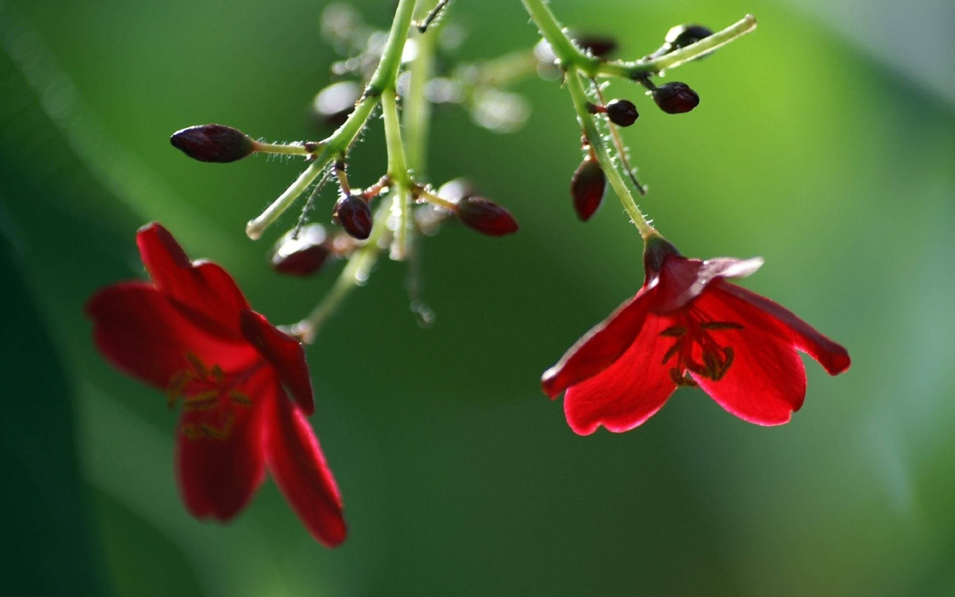 Beautiful Hd Red Flowers Background