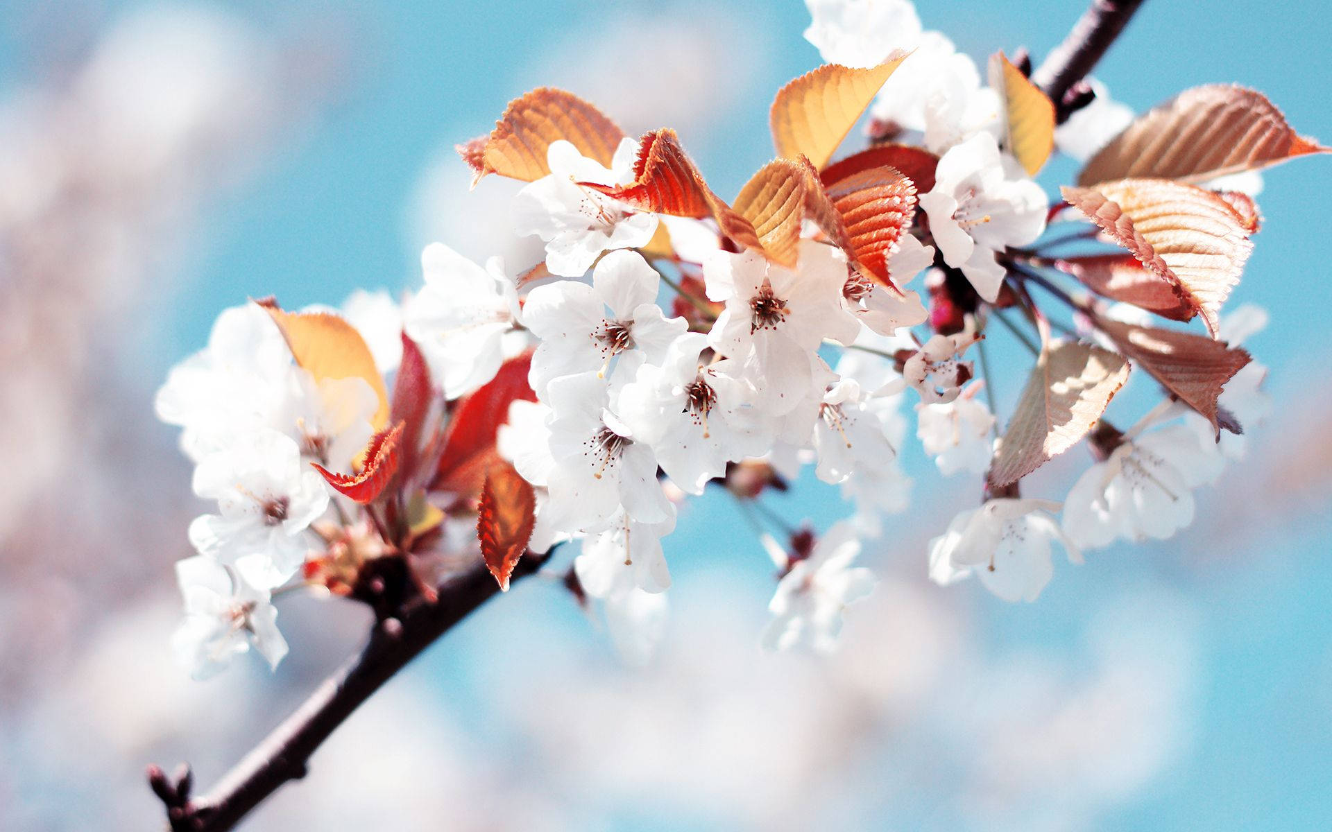 Beautiful Hd White Flowers With Leaves Background