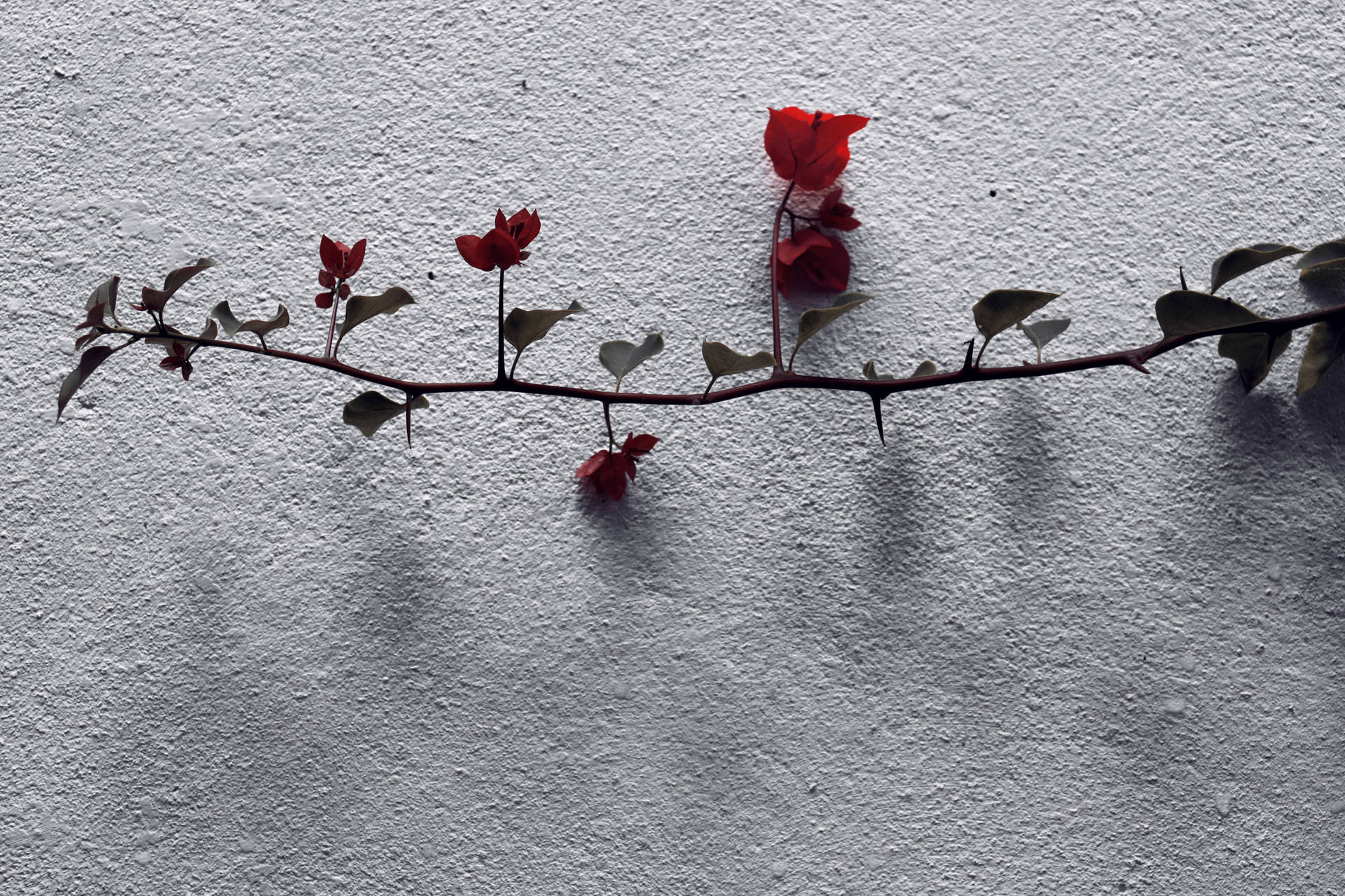 Beautiful High Resolution Image Of Roses On Wall Background