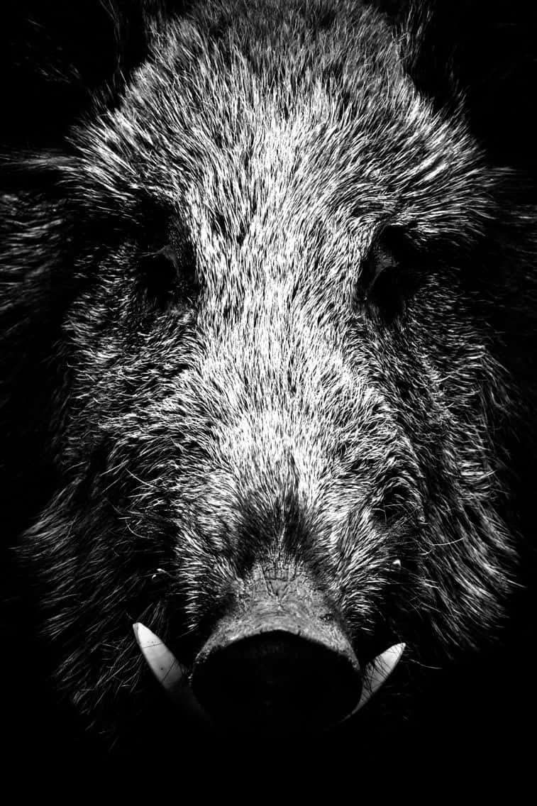 Beautiful Hog In Black And White