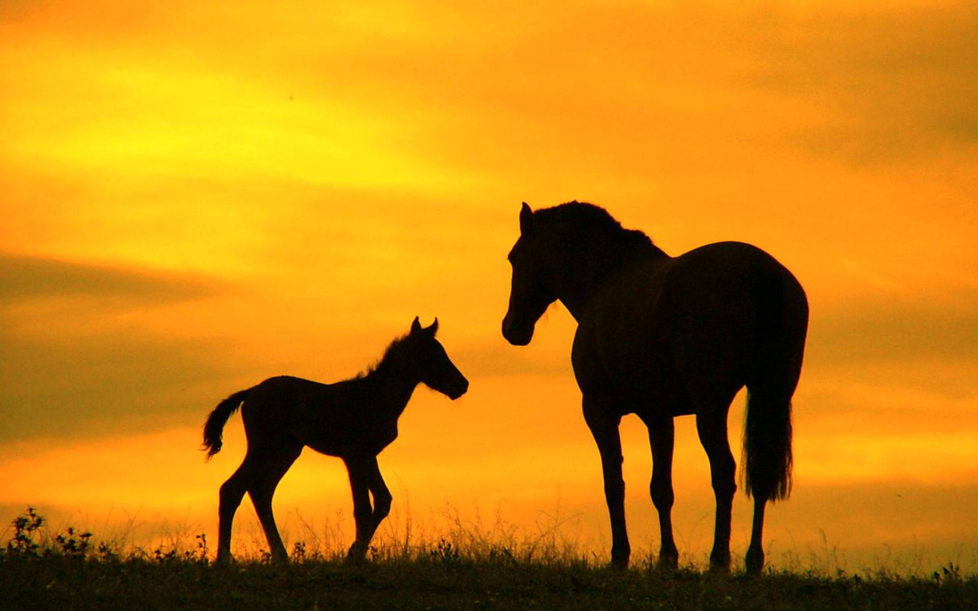 Beautiful Horses Against Orange Sky