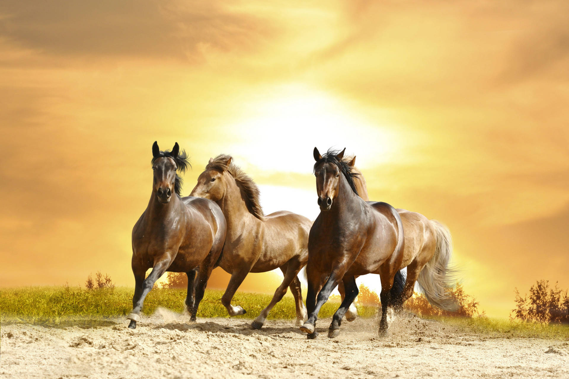 Beautiful Horses And Orange Sunset Background