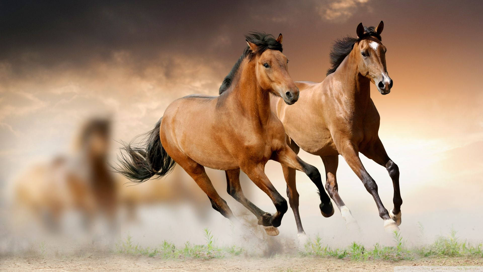 Beautiful Horses Blurry Background