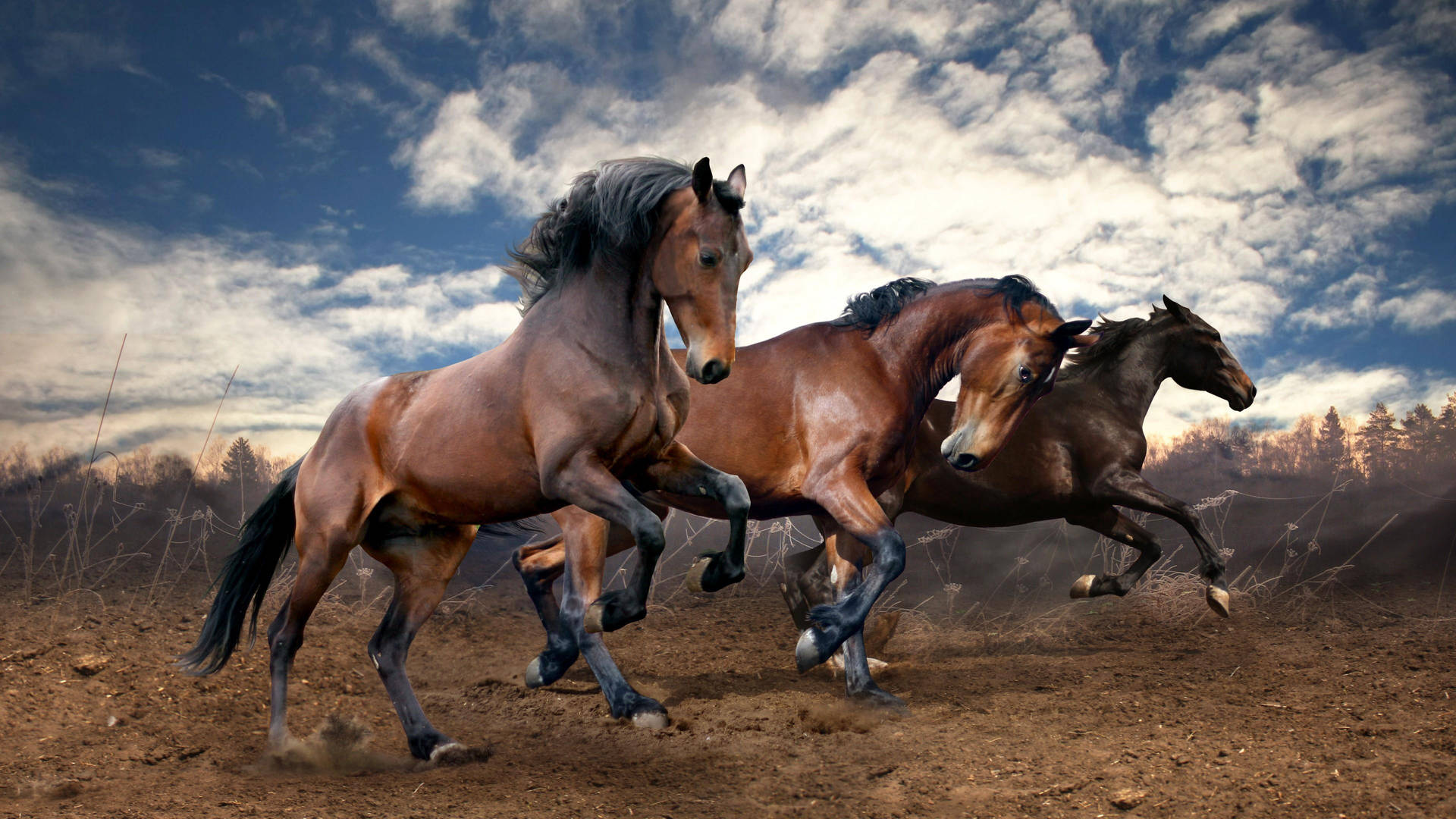 Beautiful Horses Cloudy Day Background