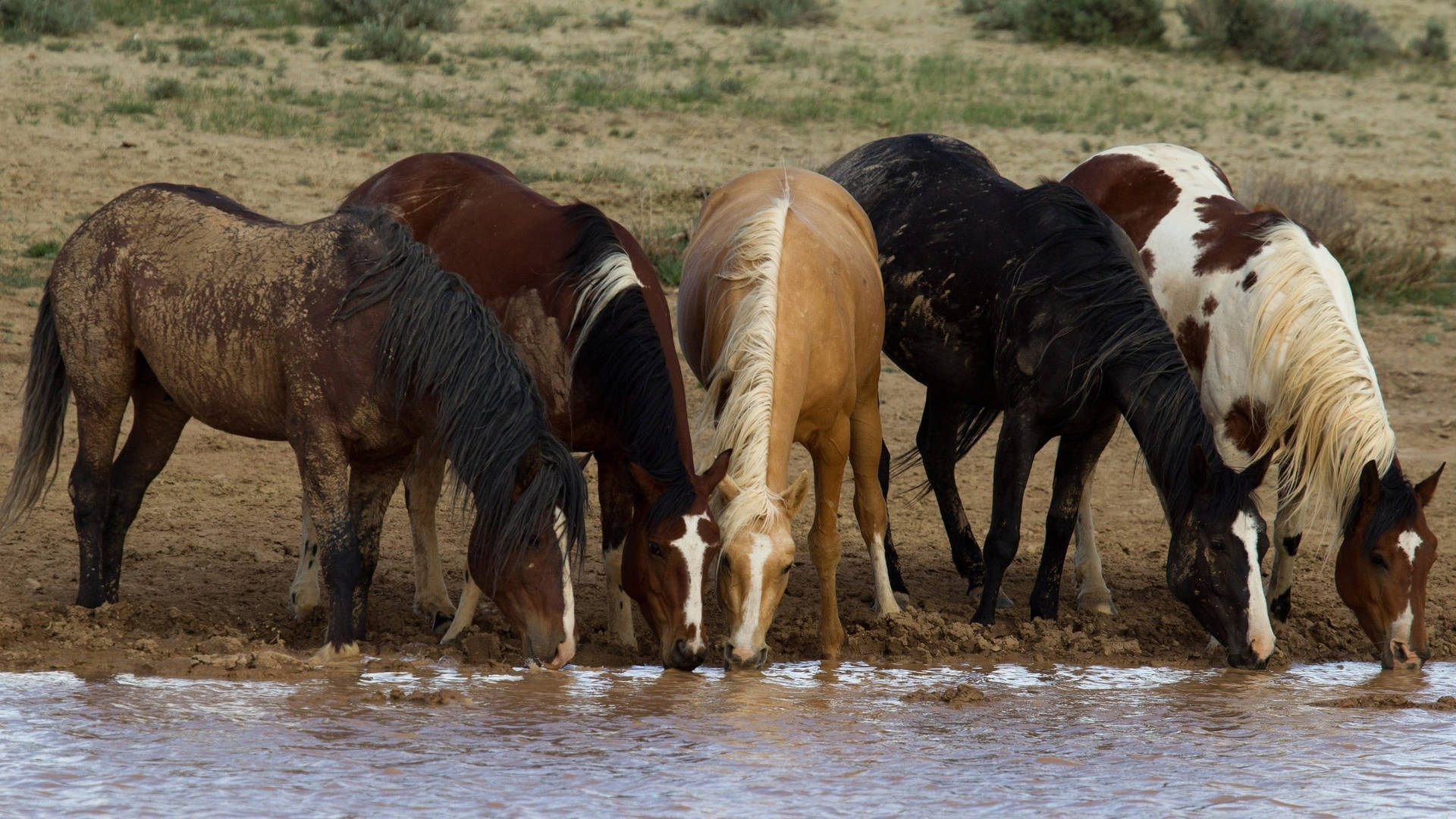 Beautiful Horses Drinking Water Background