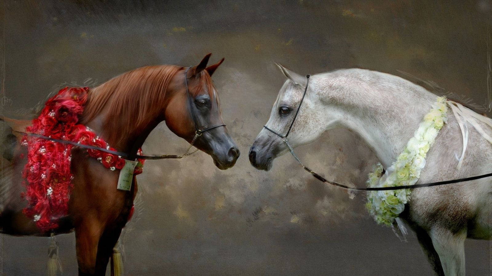 Beautiful Horses Facing Each Other Background