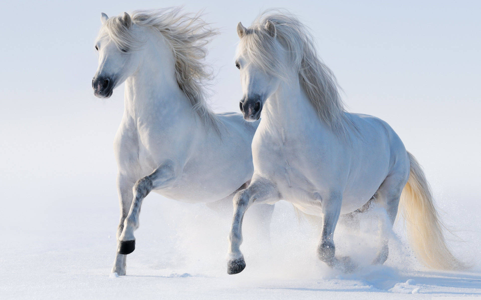 Beautiful Horses Galloping On Snow