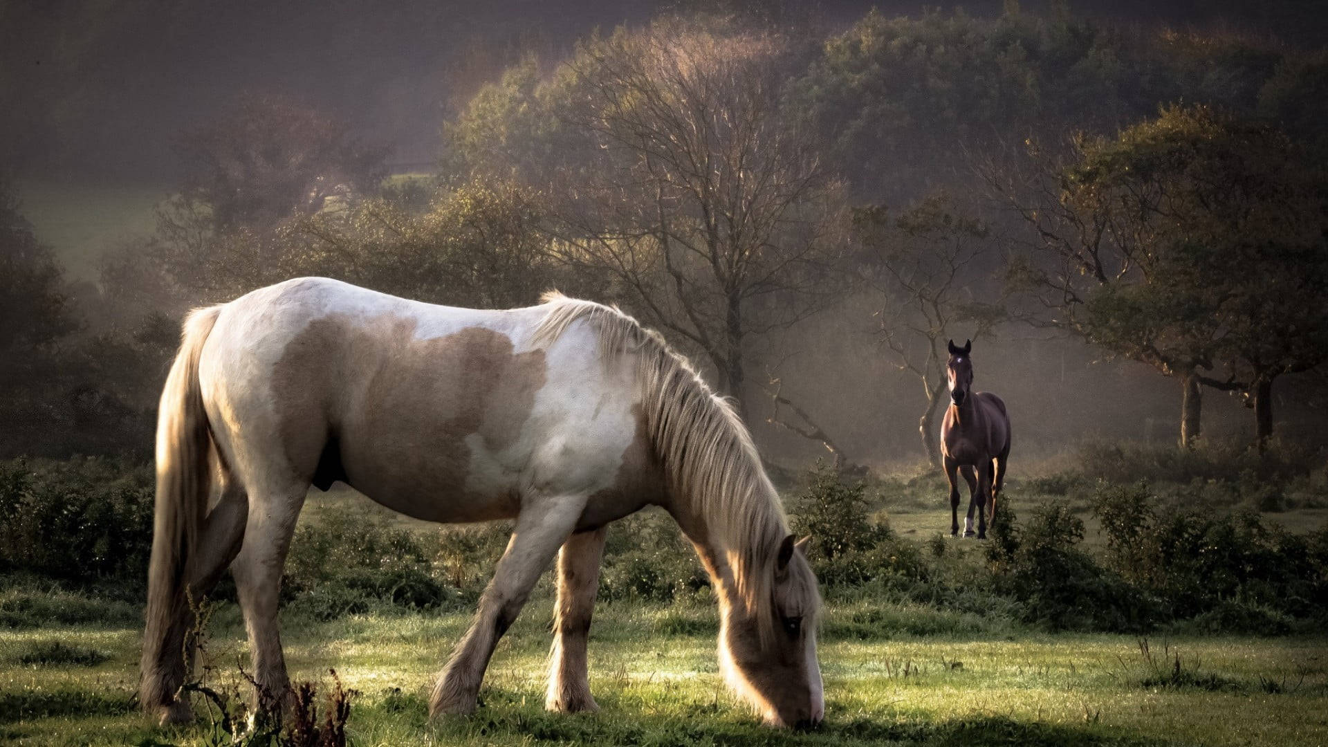 Beautiful Horses Grazing In The Field Background