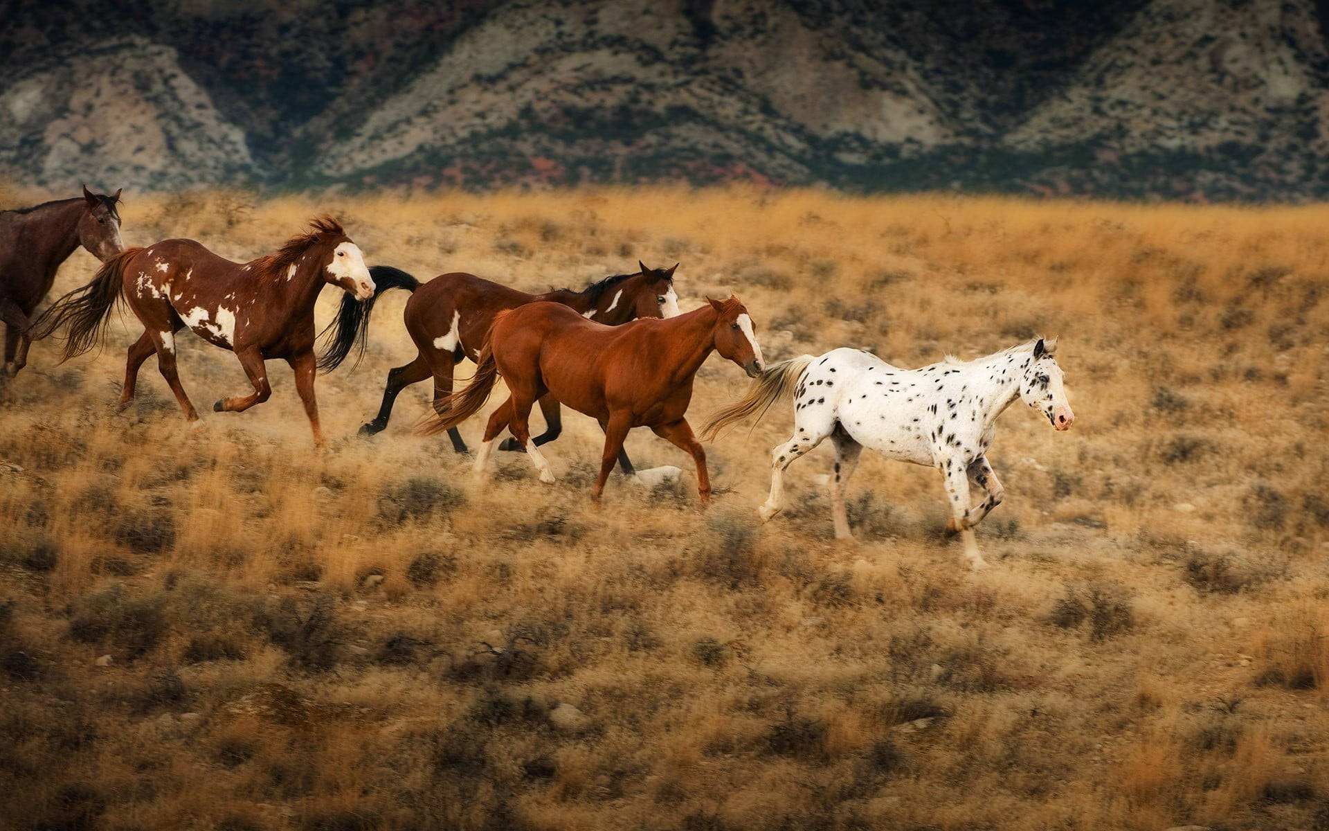 Beautiful Horses In A Grassland Background