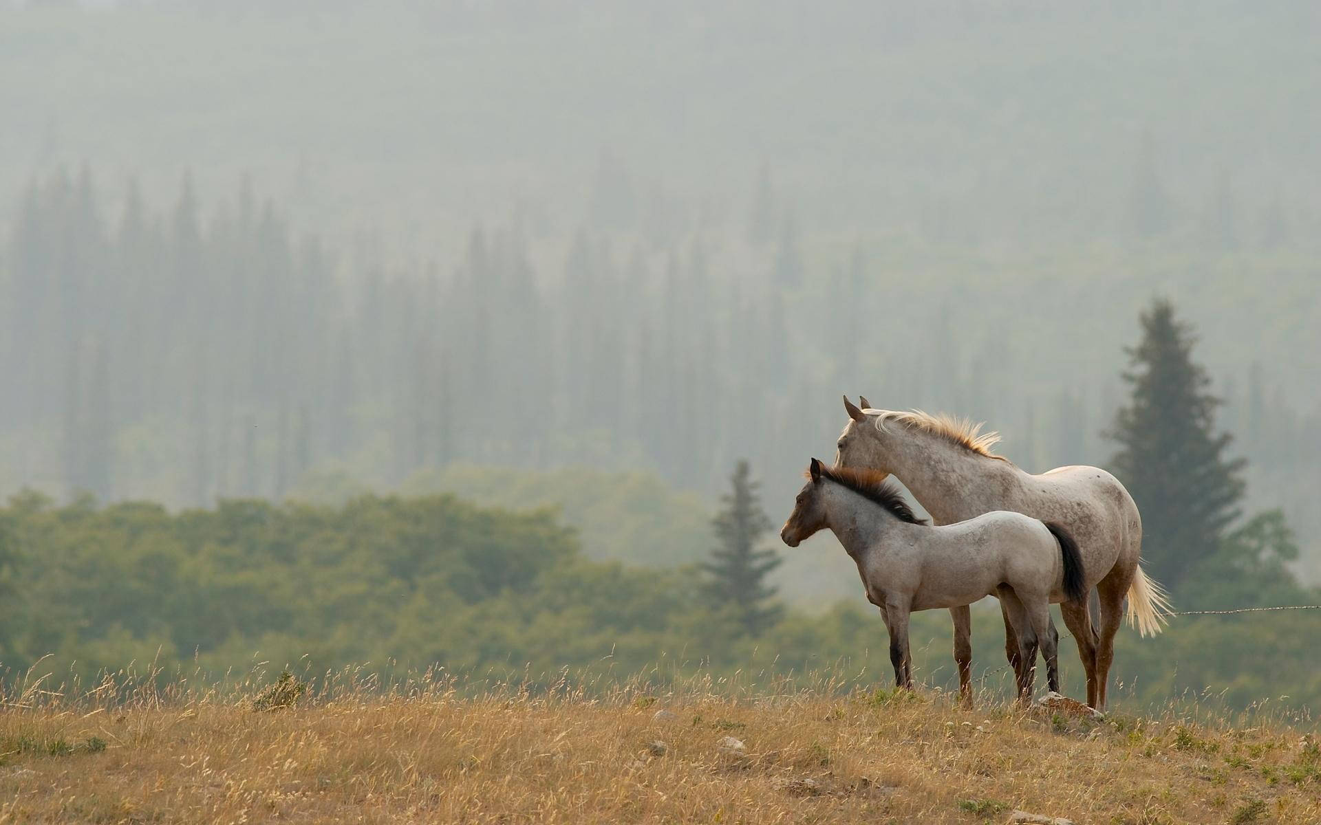 Beautiful Horses In A Pastureland Background