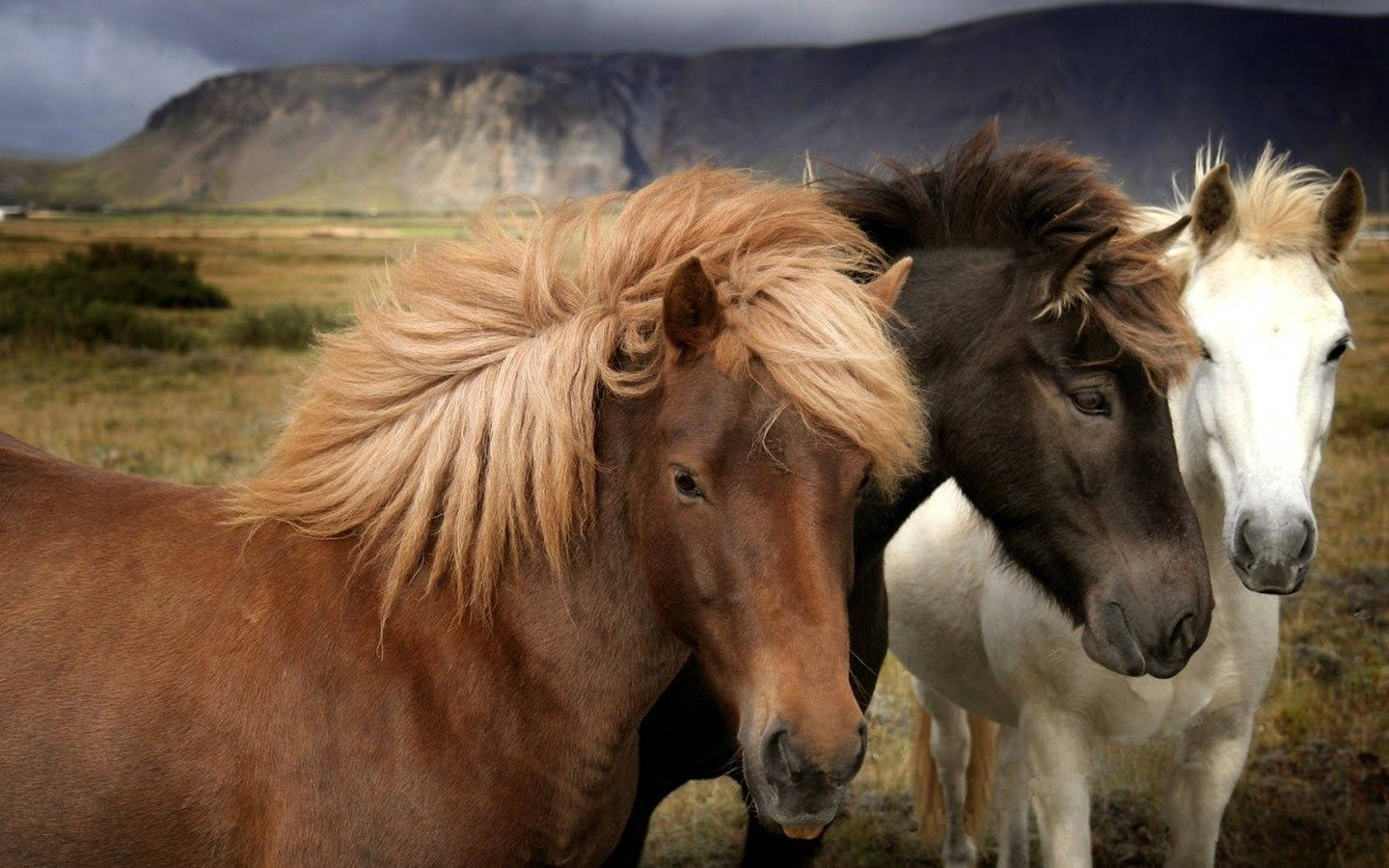 Beautiful Horses In Different Shades Background