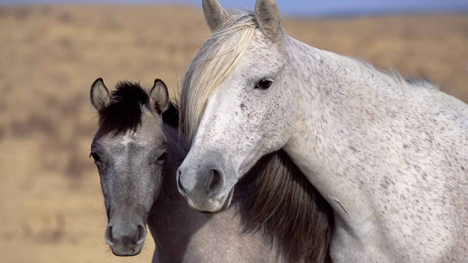 Beautiful Horses In Gray And White Background