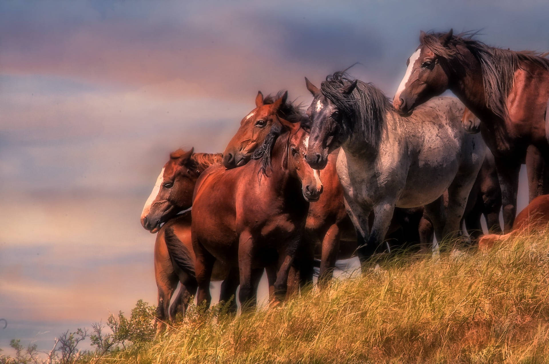 Beautiful Horses On Grassy Field Background