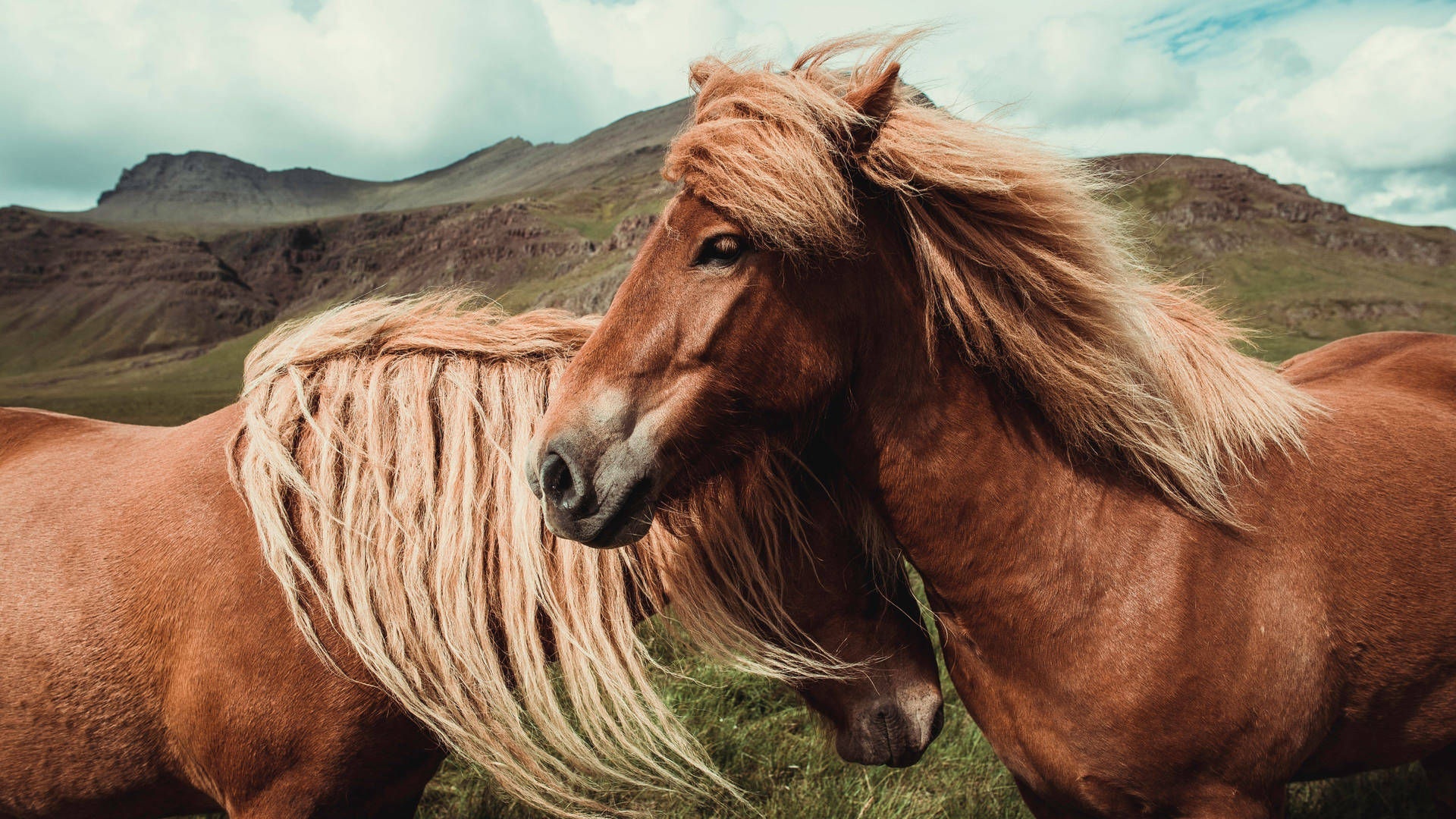 Beautiful Horses On Mountainous Terrain Background