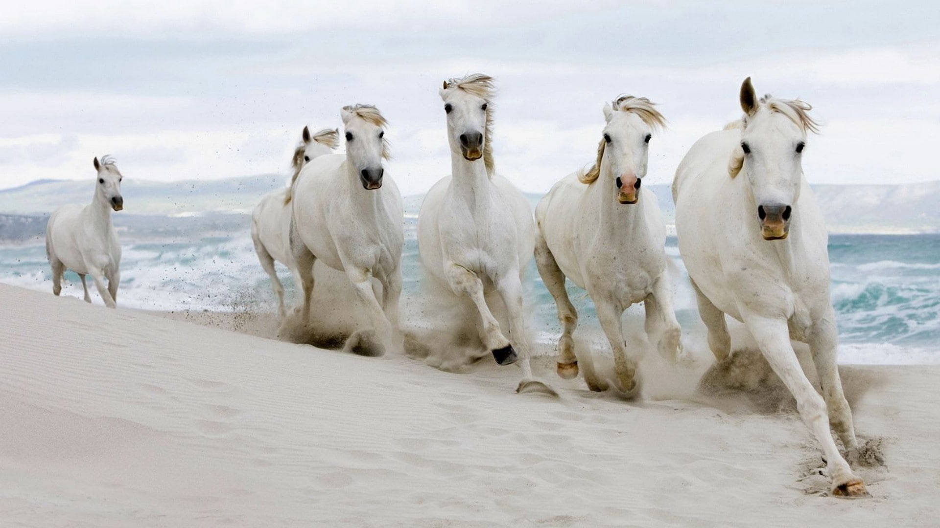 Beautiful Horses Running By The Sea Background