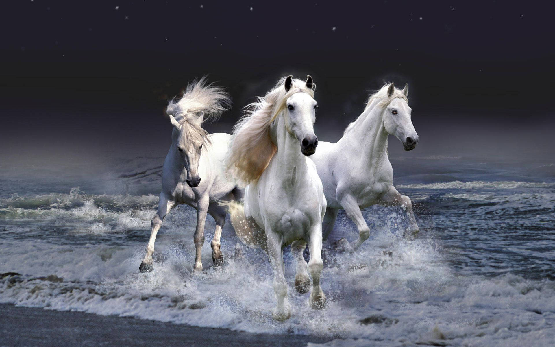 Beautiful Horses Running By The Sea