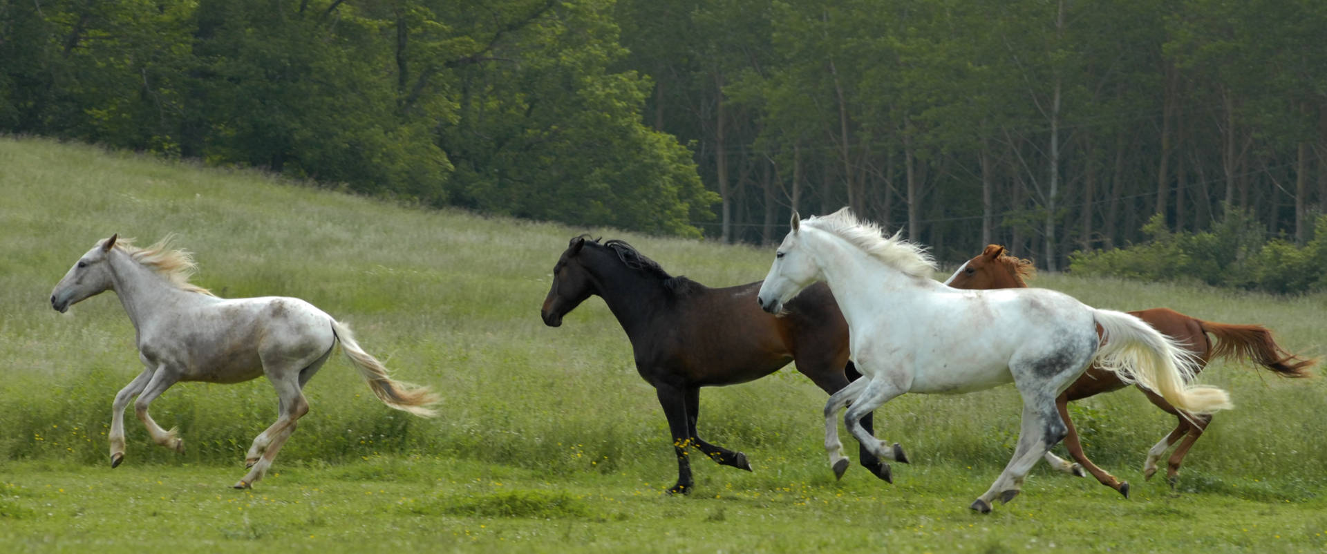 Beautiful Horses Running Free Outdoors Background