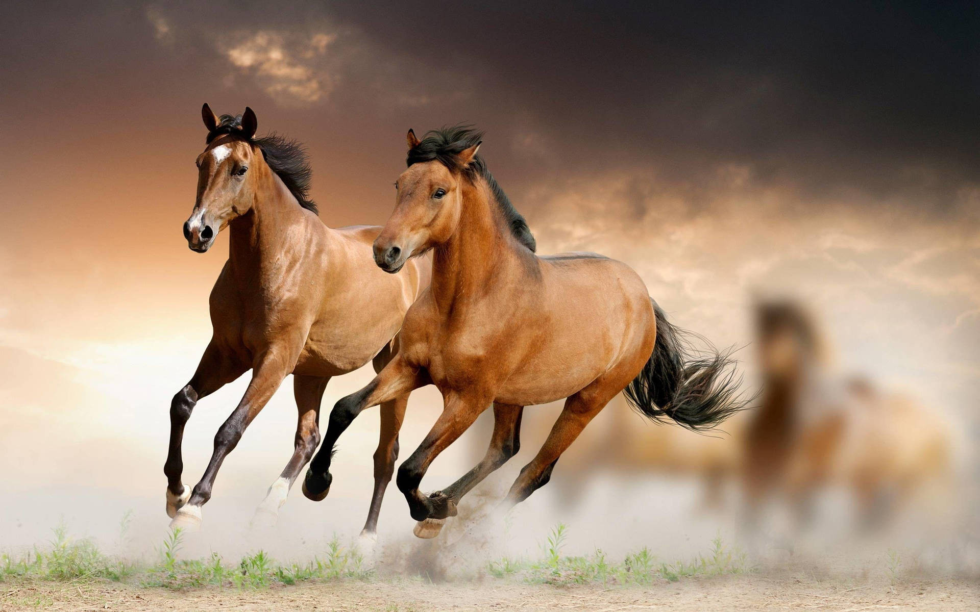 Beautiful Horses Running Gracefully Background