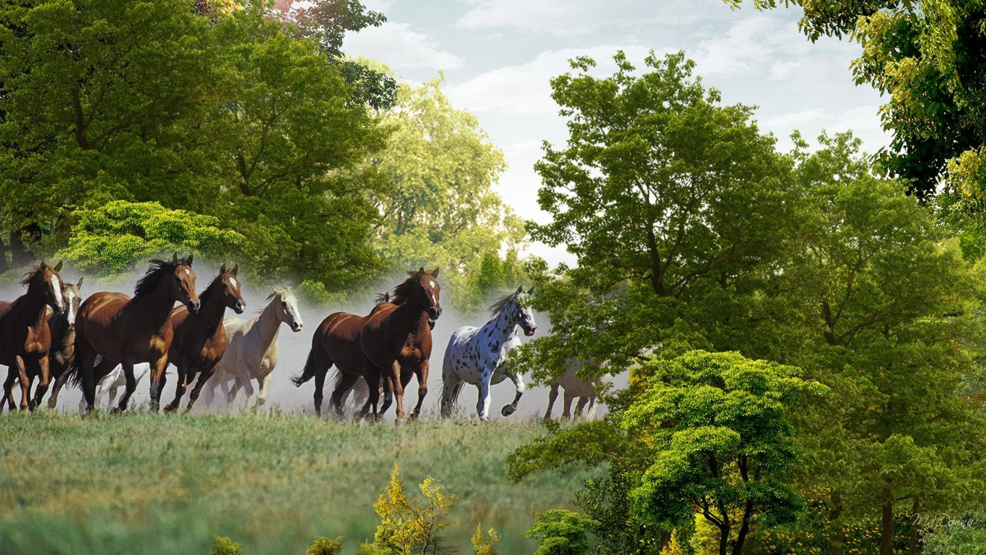 Beautiful Horses Running In The Wild Background