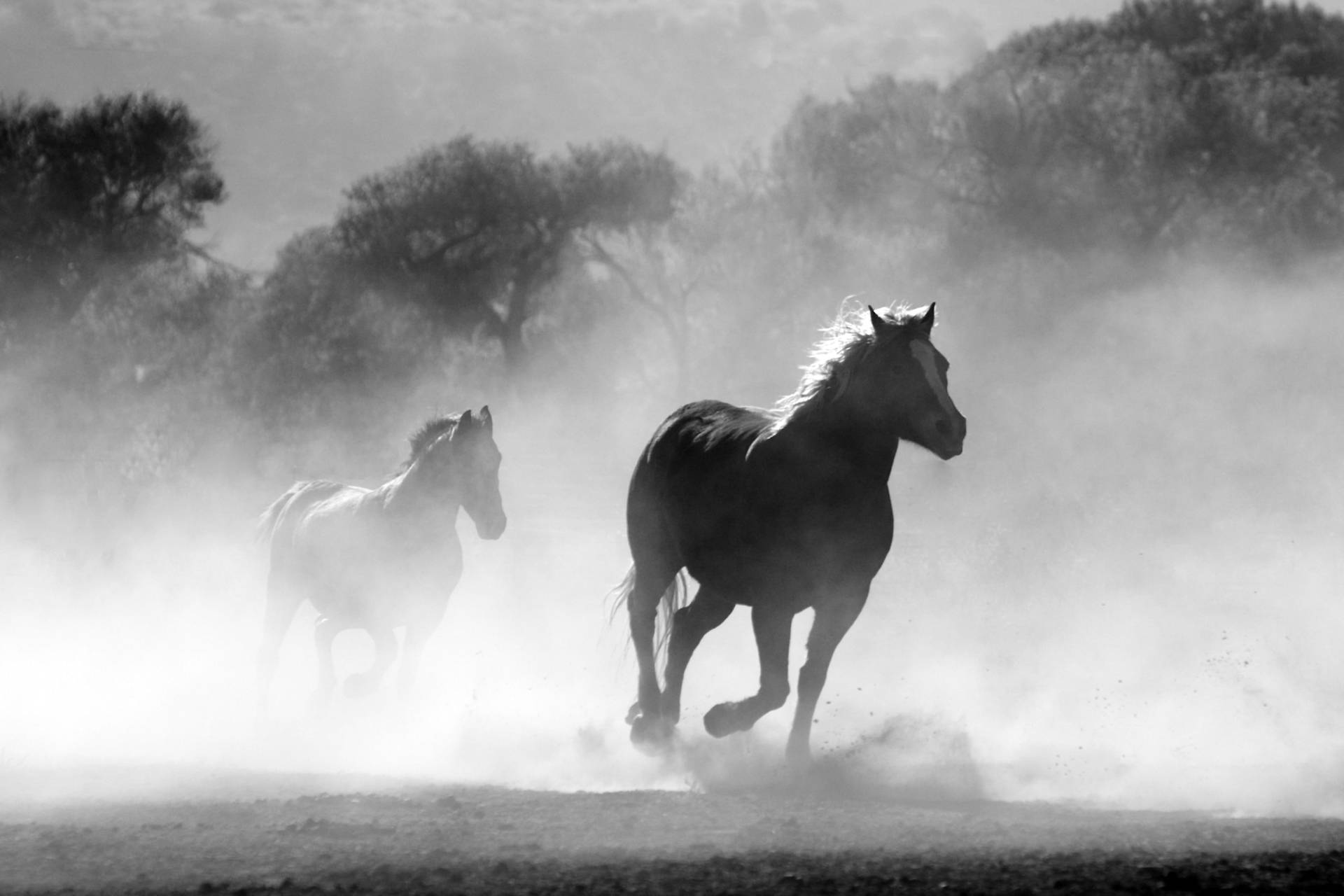 Beautiful Horses Running On Dusty Grounds Background