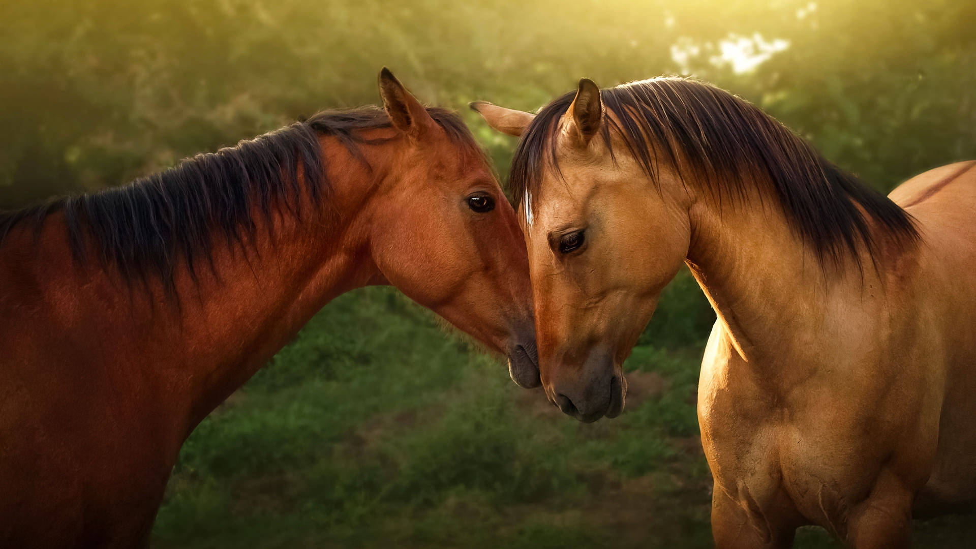 Beautiful Horses With Heads Together Background