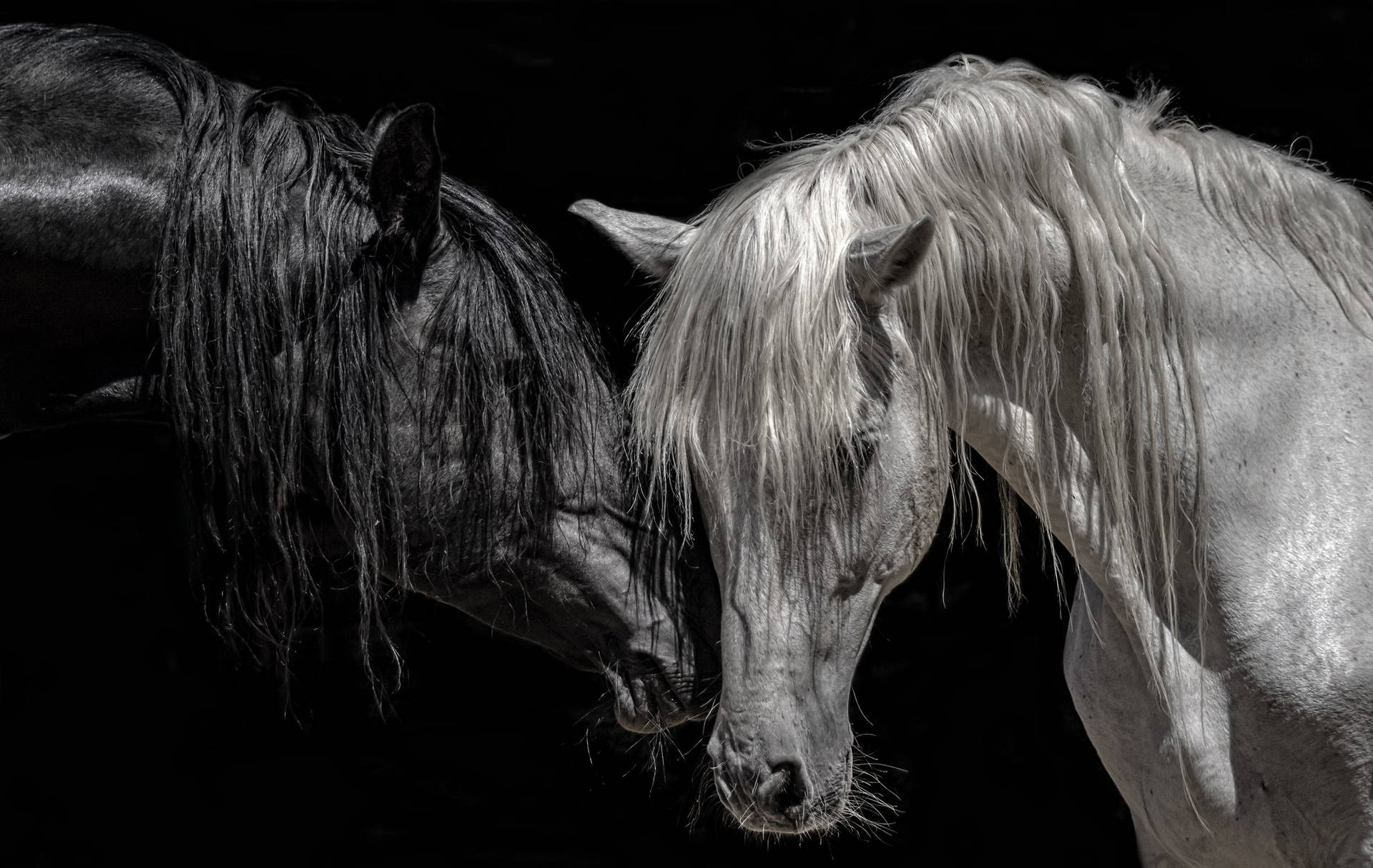 Beautiful Horses With Wet Mane